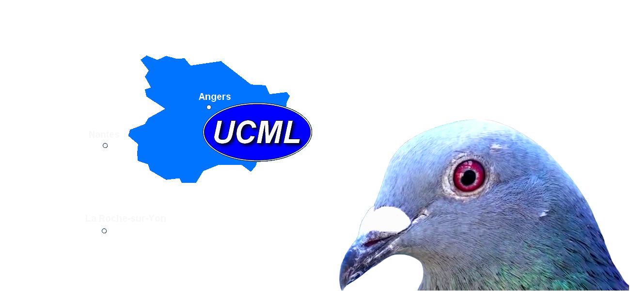 UCML pigeon voyageur