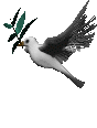 Mariage lâcher colombe pigeon_blanc 49